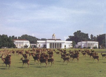 Rusa-rusa di Istana Bogor