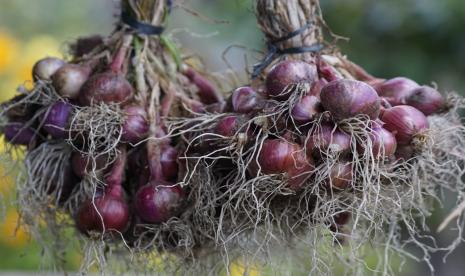 Saat ini terdapat 215 hektare lahan di Desa Ria-Ria yang digarap untuk penanaman bawang merah, bawang putih dan kentang. Bahkan sudah ada area bawang merah yang panen di Februari ini.