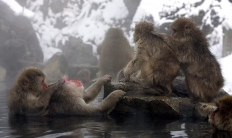 Saat musim dingin sekelompok monyet di Jigokodani di Nagano, Jepang, akan merendam diri di onsen atau pemandian air panas alami untuk mengusir dingin kala salju.