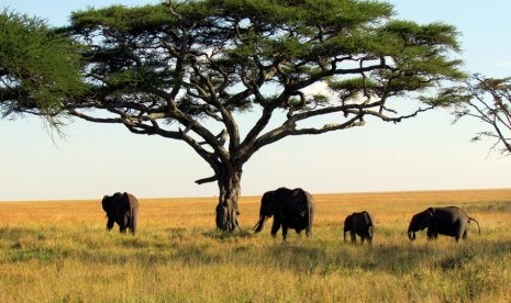 Safari gajah Afrika