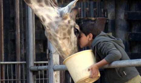 Salah satu adegan dalam film Giraffada yang ditayangkan di Madani Film Festival.