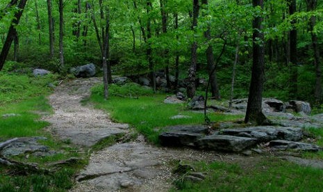 Salah satu bagian dari hutan kota New York, Harimmans States Park./ilustrasi