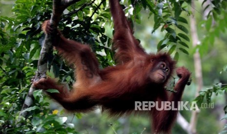 BBKSDA Lepasliarkan Orang Utan di Cagar Alam Sibual-buali. Foto ilustrasi orang utan.