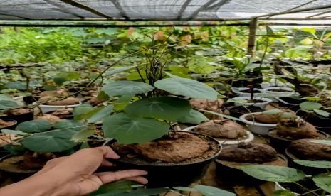 Salah satu jenis varietas tanaman lokal yang dikembangkan oleh para petani Nusaplant.