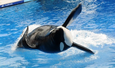 Salah satu koleksi paus pembunuh atau orca di SeaWorld.