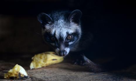 Salah satu Luwak (Musang Pandan) yang dipelihara oleh PT Sulotco Jaya Abadi di Bittuang, Tana Toraja, Sulawesi Selatan, Sabtu (7/11).