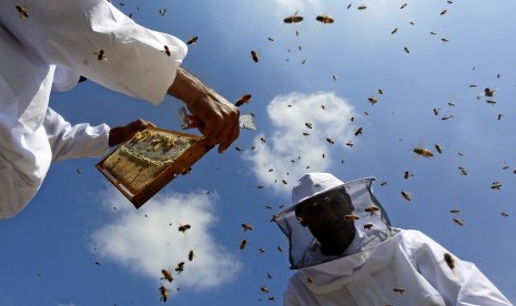 Salah satu madu di Thailand terbuat dari ekstrak alami bunga opium.