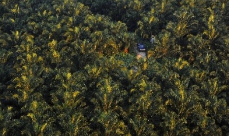 Salah satu perkebunan sawit di Kalimantan (ilustrasi). Kepala Kantor Perwakilan Bank Indonesia Kalimantan Barat (Kalbar) NA Anggini Sari mengatakan peran komoditas sawit dalam mendongkrak ekonomi Kalbar 2023 terbilang penting.