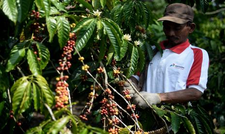 Salah satu petani komunitas Bumi Ulubelu tengah melakukan pemetikan buah kopi.