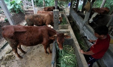 Salah satu peternakan sapi potong di Kediri, Jawa Timur.