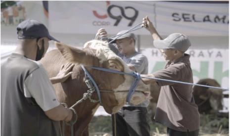 Salah satu sapi yang dikurbankan oleh bos J99 corp.