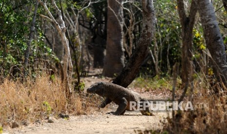 Salah satu satwa dilindungi Komodo melintas pada jalur tracking wisatwan di Taman Nasional Komodo (TNK), Manggarai Barat, NTT,