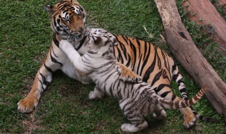 Salah seekor dari dua bayi harimau putih (Panthera tigris tigris) berusia tiga bulan yang diberi nama Anjani bermain dengan induknya di kandang predator di Jatim Park II, Batu, Jawa Timur, Rabu (29/6).