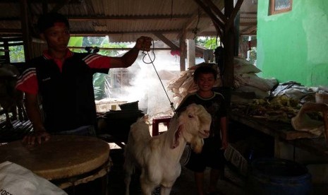 Salah seekor kambing yang dijual oleh H M Nasik di Sawangan, Depok, Jawa Barat.