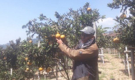 Salah seorang petani, Awan Rukmawan di Desa Alamendah, Kabupaten Bandung, Kamis (25/7) membudidayakan jeruk dekopon asal Jepang. Para wisatawan yang datang ke lokasi pun bisa memetik langsung. 