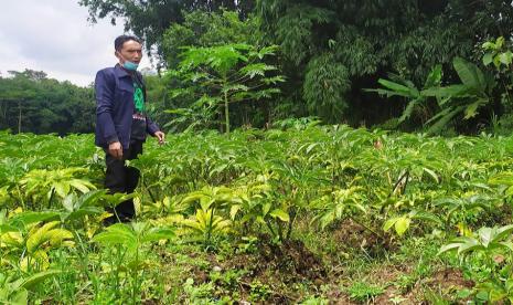  Salah seorang petani di Desa Kadirejo menunjukkan tanaman porang di lahan budi dayanya. Sekitar 200-an petani di desa tersebut mengembangkan budi daya porang untuk mendorong program pemulihan ekonomi akibat pandemi berbasis pertanian.