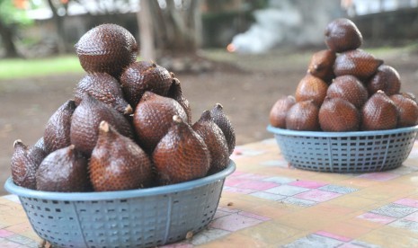 Salak condet usai dipetik langsung dari kebun.