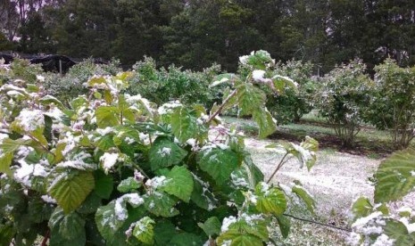 Salju menyelimuti sebuah taman di Colebrook, di utara Hobart, setelah cuaca dingin membawa turunnya salju di beberapa bagian Tasmania. 