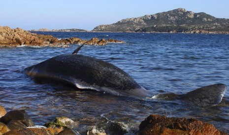 Sampah Plastik. Bangkai ikan paus sperma yang terdampar di perairan Porto Cervo, Pulau Sardinia, Italia. Dalam perut paus ditemukan 22 kg sampah plastik.