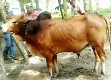 Sapi Aceh