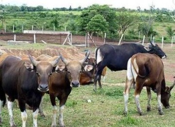 Sapi Bali, tak kalah dengan sapi impor.