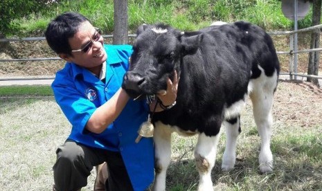 Sapi Belgian Blue