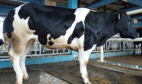 Sapi Belgian Blue