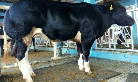 Sapi Belgian Blue. Menteri Badan Usaha Milik Negara (BUMN) Erick Thohir berencana membeli peternakan sapi di Belgia.