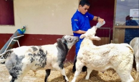 Sapi Belgian Blue di Balai Besar Pembibitan Ternak Unggul dan Hijauan Pakan Ternak (BBPTUHPT) Baturraden. 