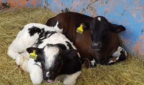 Sapi Belgian Blue yang dikembangkan Balai Embrio Ternak (BET) Cipelang, Ditjen Peternakan dan Kesehatan Hewan Kementerian Pertanian (Kementan).