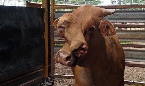 Sapi berwajah dua di Queensland, Australia