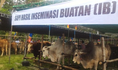 Sapi hasil inseminasi buatan.