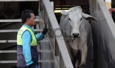  Sapi impor asal Australia diturunkan dari kapal pengangkut di Pelabuhan Tanjung Priok, Jakarta, Selasa (30/7).  (Republika/Aditya Pradana Putra)