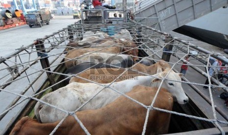  Sapi impor asal Australia diturunkan dari kapal pengangkut di Pelabuhan Tanjung Priok, Jakarta, Selasa (30/7).  (Republika/Aditya Pradana Putra)