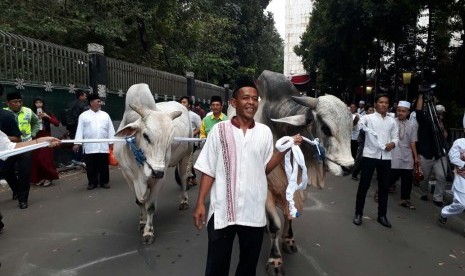 Sapi kurban dari Presiden Joko Widodo dan Wakil Presiden Jusuf Kalla menjadi objek foto warga yang melaksanakan Shalat Idul Adha di Masjid Istiqlal, Jakarta Jumat (1/9)