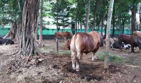 Sapi kurban di Masjid Istqlal, tahun ini berjumlah 26 ekor. Sapi-sapi tersebut ditempatkan di pelataran rumah potong Masjid Istiqlal Rabu (22/8).