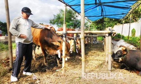 Sapi kurban dijual di pasar musiman di Jalan Situ Gede, Kelurahan Linggajaya, Kecamatan Cihideung, Kota Tasikmalaya, Selasa (23/8). (Republika/Fuji E Permana)