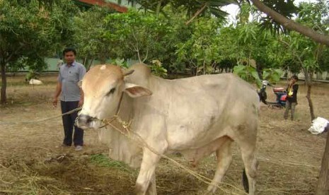 Sapi kurban - ilustrasi. Baznas Depok menyalurkan 1.700 paket daging qurban.