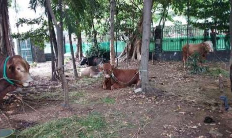 Sapi kurban milik Kapolri Tito Karnavian sedang duduk dan diikat lebih kuat usai mengamuk di tempat penitipan hewan Istiqlal.