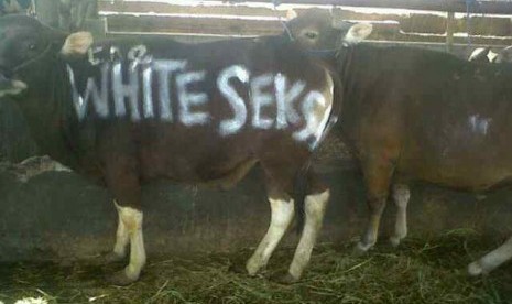 Sapi Kurban White SekSi.