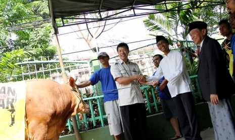 Sapi Limousin seberat 600 kilogram.