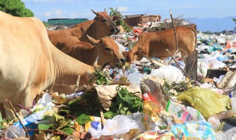 Sapi memakan sampah di Tempat Pembuangan Akhir (TPA) Desa Mata Ie, Kecamatan Meureuboe, Aceh Barat, Aceh, Rabu (23/1/2019).