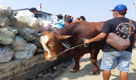 Sapi kurban milik Presiden Jokowi dibawa ke Kabupaten Kepulauan Seribu, Provinsi DKI Jakarta, Rabu (29/7).