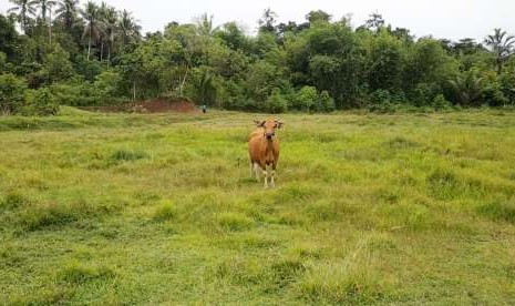 Sapi potong di Halmahera Utara