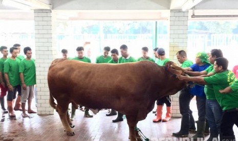 Sapi Presiden RI Joko Widodo (ilustrasi). Presiden Joko Widodo ikut berkurban sapi pada perayaan Idul Adha 1441 Hijriah di Kabupaten Bintan, Provinsi Kepulauan Riau, dengan mengambil sapi khusus dari Kota Batam yang diberi nama 