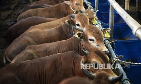  Sapi-sapi yang dijual untuk Qurban dipajang di Mall Hewan Qurban, Kelapa Dua, Jakarta Selatan, Rabu (9/8). 