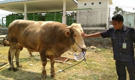 Sapi seberat 960 Kg sumbangan dari Presiden Joko Widodo berada di Islamic Center NTB. Rencananya sapi jenis simental akan disembelih usai Shalat Id di Masjid Hubbul Wathan, Islamic Center NTB, Kamis (31/8).