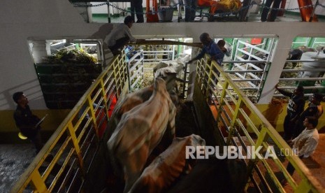 Sapi Sumba Ongole dimasukan dalam Kapal Kamara Nusantara I di Pelabuhan kota Waingapu, Provinsi Nusa Tenggara Timur, Kamis (4/2) dini hari.