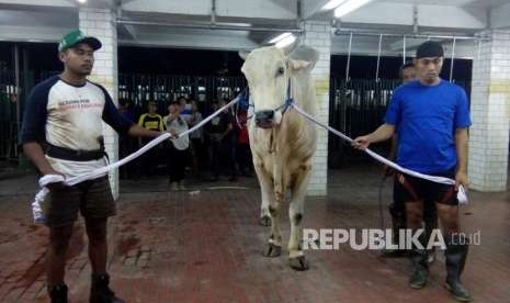 Sapi sumbangan Presiden Joko Widodo memiliki bobot 1,5 ton jenis peranakan ongol  disembelih di Rumah Pemotongan Hewan Masjid Istiqlal, Jakarta Pusat, Rabu (22/8) malam.