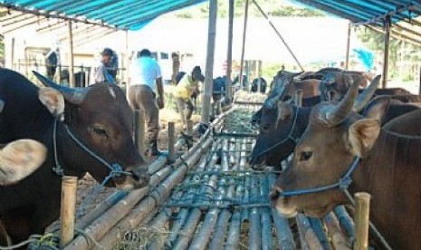 Sapi untuk kurban di hari Idul Adha